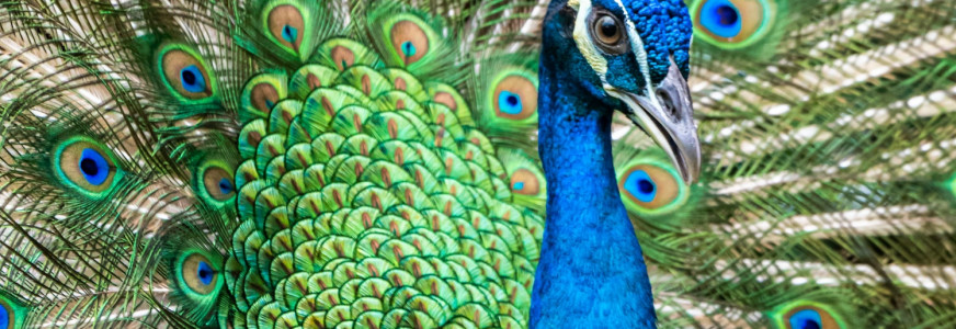 Wat is uw meerwaarde? Goede voorbeelden gezocht voor o.a. verkiezingen